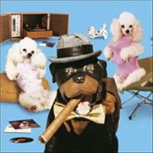 Triumph the Insult Comic Dog