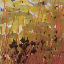 Till the Light of Day