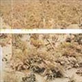 Neil Perry: Lineage Situation Tracks & Reviews | AllMusic