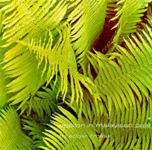 Epsilon in Malaysian Pale