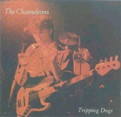 Tripping Dogs