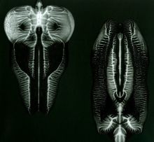 Album cover for Dances in Dreams of the Known Unknown by The Skull Defekts