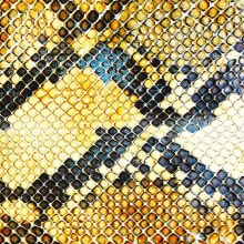 Album cover for Amphetamine Ballads by The Amazing Snakeheads