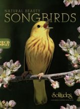 Natural Beauty Songbirds