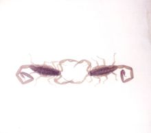 Album cover for Wabi Sabi by Cross Record