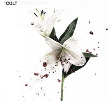 Album cover for Hidden City by The Cult