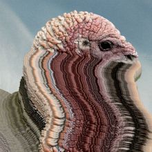 Album cover for Bird Brains by Holy Fuck