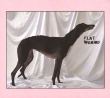 Album cover for Flat Worms by Flat Worms