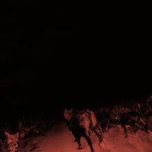 Album cover for Shadow on Everything by Bambara