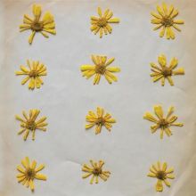 Album cover for Flowers in the Spring by The Molochs