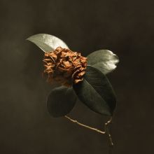Album cover for Young Sick Camellia by St. Paul & the Broken Bones