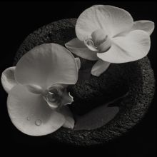 Album cover for Corpse Flower by Mike Patton / Jean-Claude Vannier