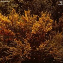 Album cover for Tracing Back the Radiance by Jefre Cantu-Ledesma