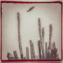 Album cover for La Cruzada by Don Antonio / Alejandro Escovedo