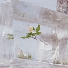 Album cover for Windflowers by Efterklang