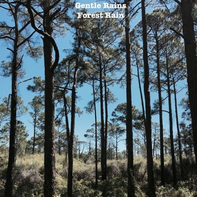 Gentle Rains: Forest Rain
