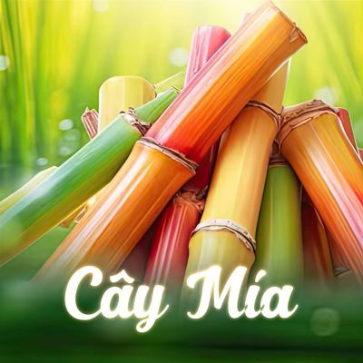Cây Mía
