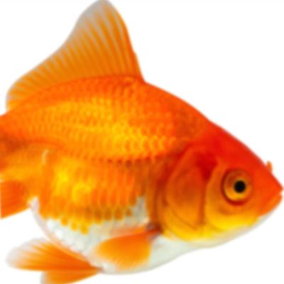 Fishy