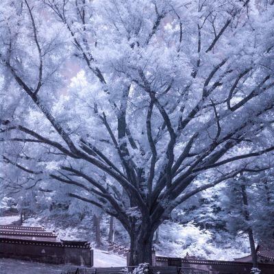 Tree of Sorrow